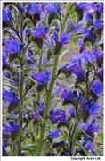 Vipers Bugloss - 1